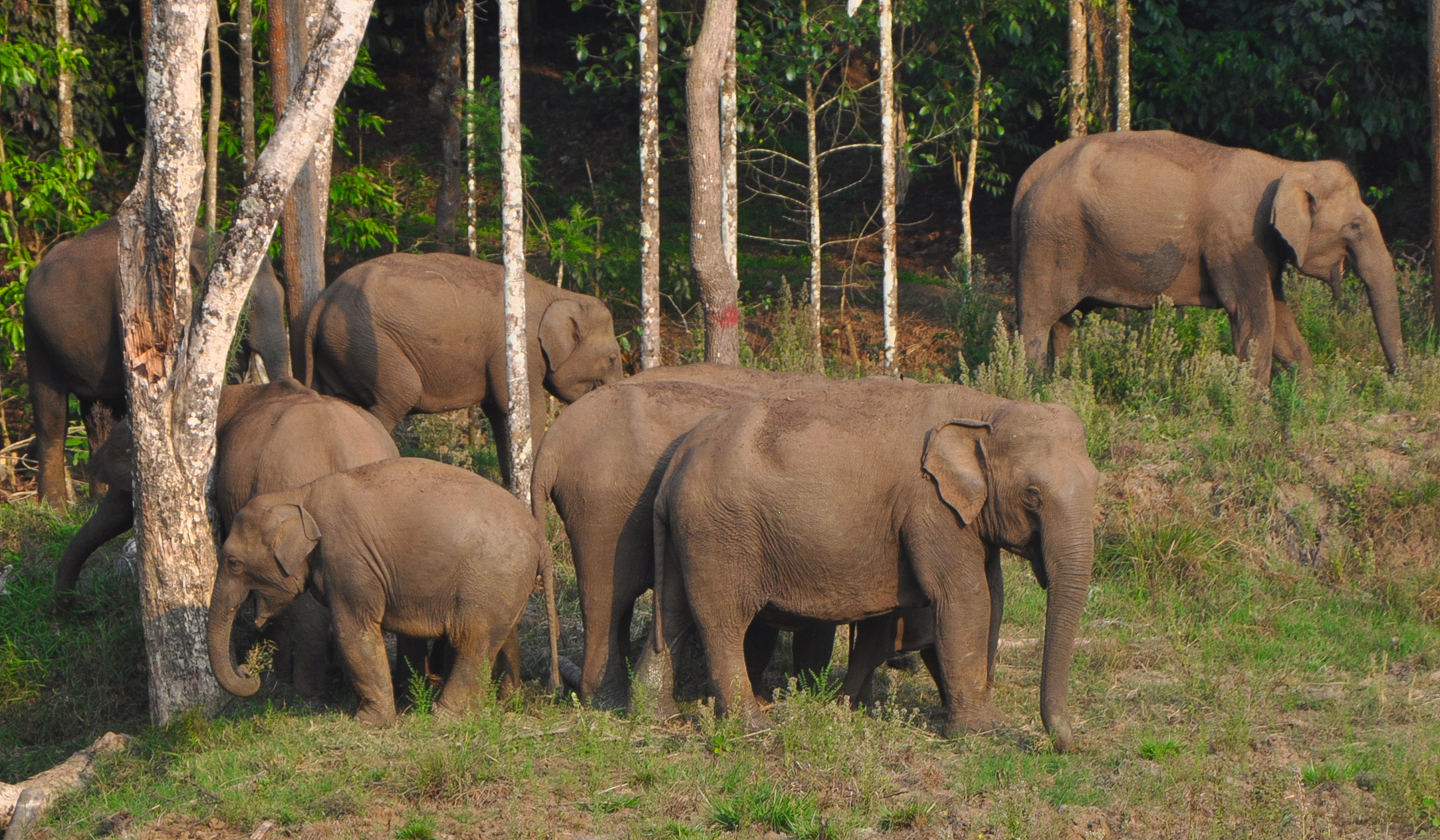 ಹಸಿದ ಗಜದ ಹಿಂಡಿಗೆ ವರ್ಷದಲ್ಲಿ  13 ಬಲಿ